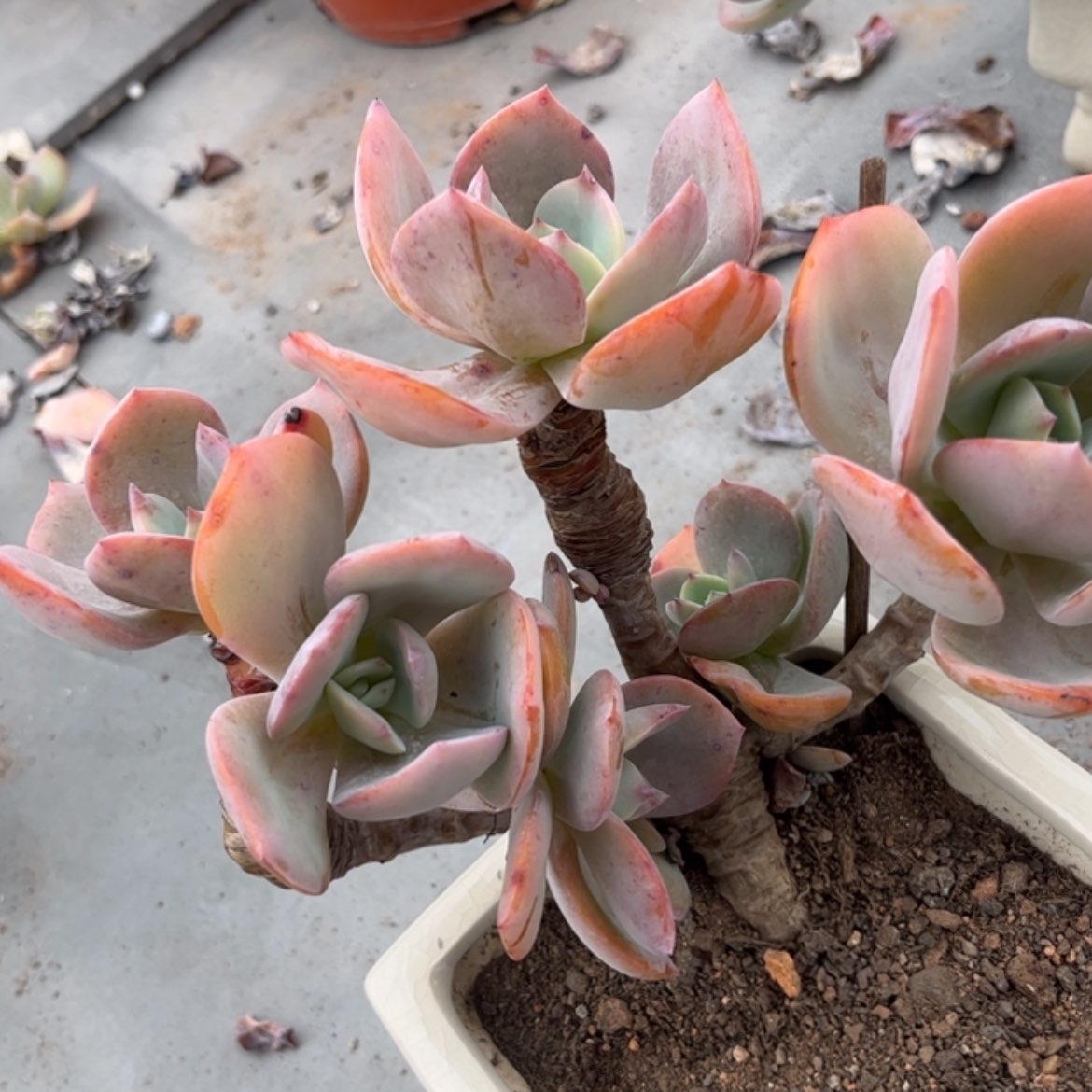 【闪购商品】无花朵宋***田