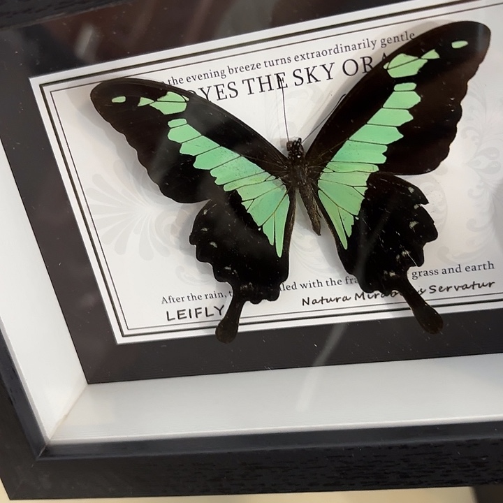 l***o蝴蝶标本定制214@