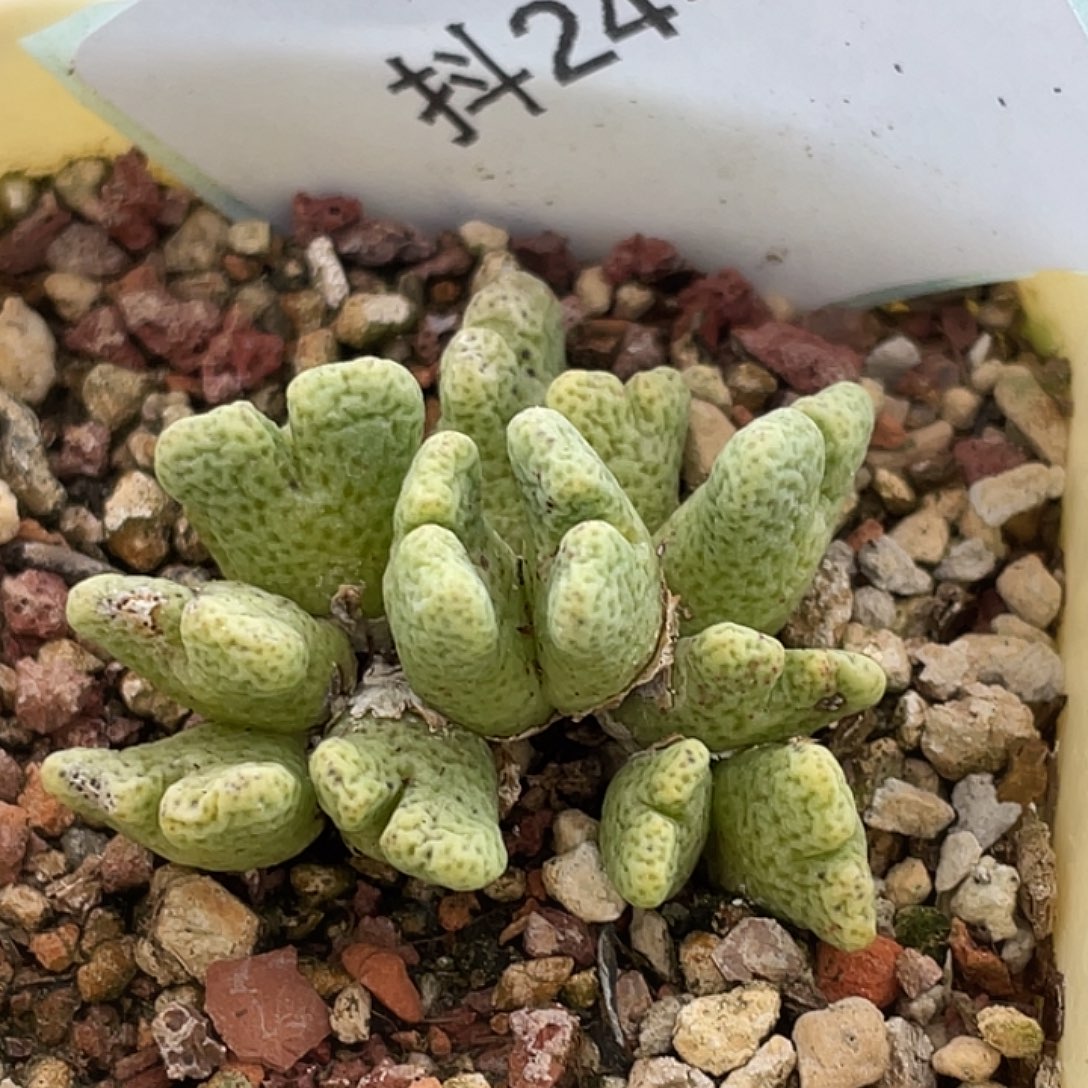 24-2鹿角斑马多肉植物