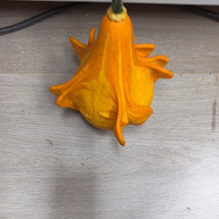 墨西哥葫芦疙瘩葫芦