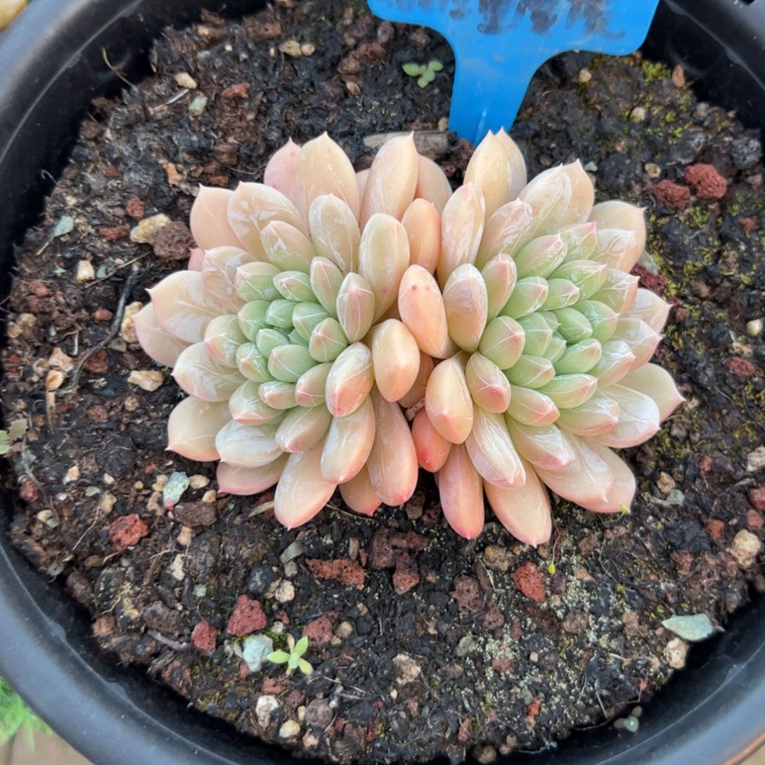 双头百搭翡翠多肉植物