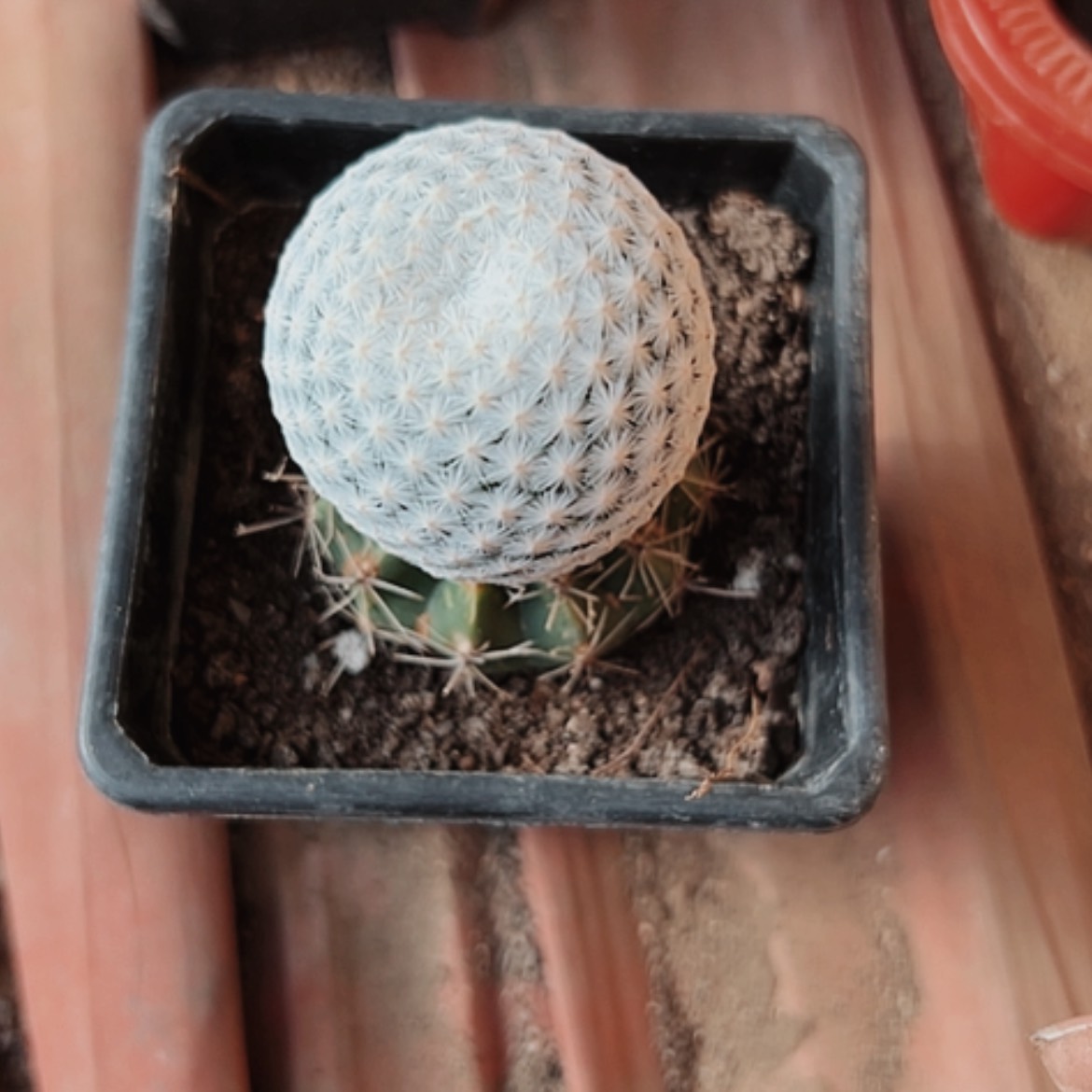 【闪购商品】白鸟仙人球