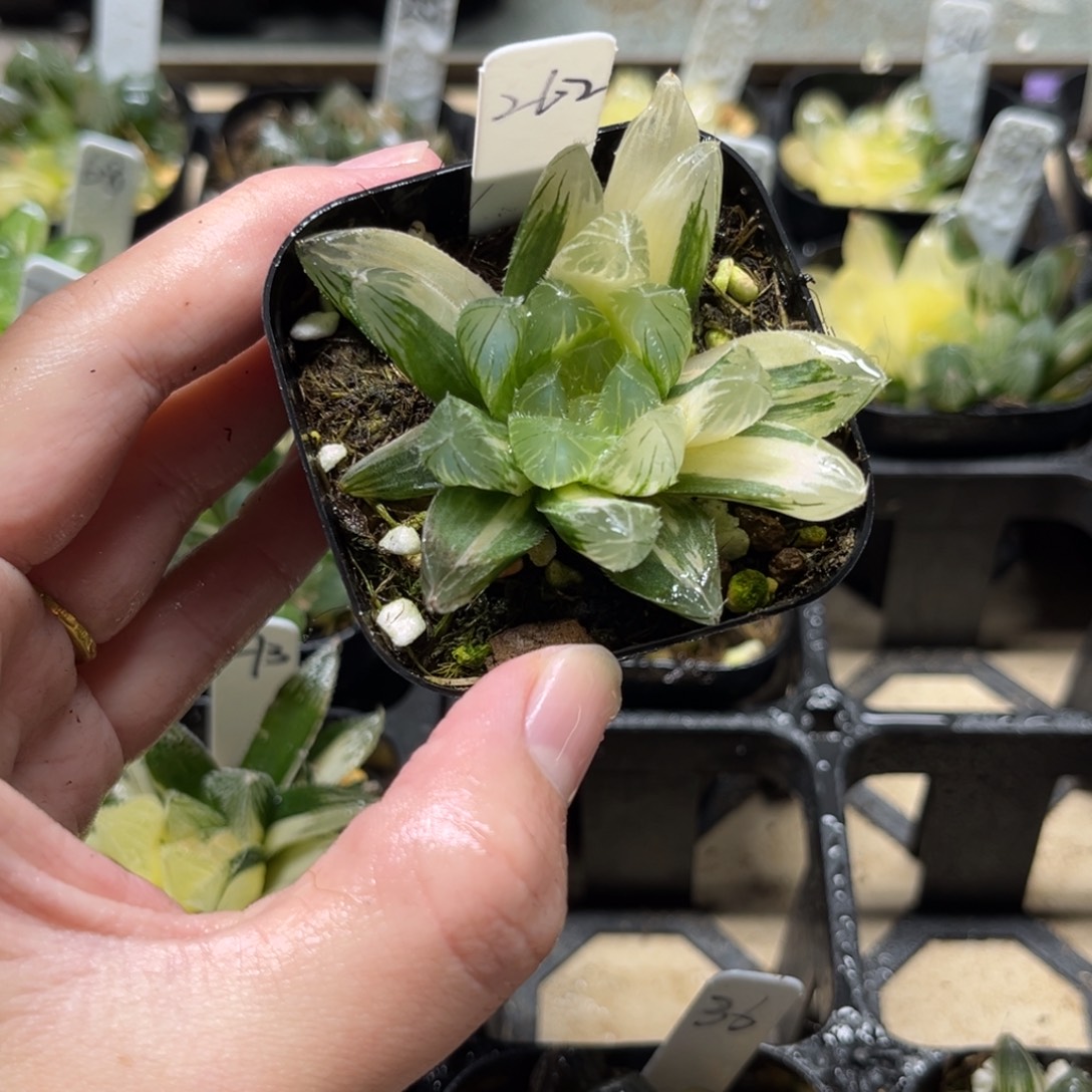 262夏沫玉露锦一物一拍