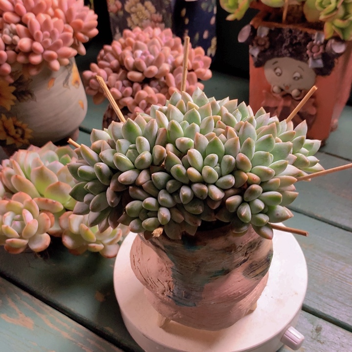 大叶奶糖自然小树无砍