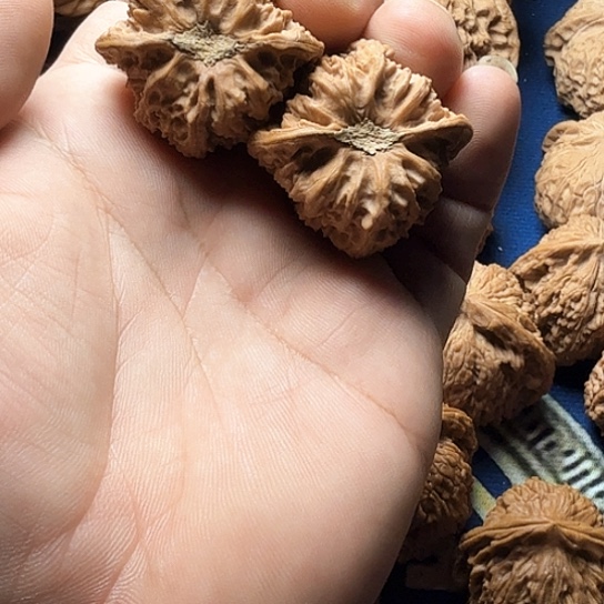 37全品无修三角密纹