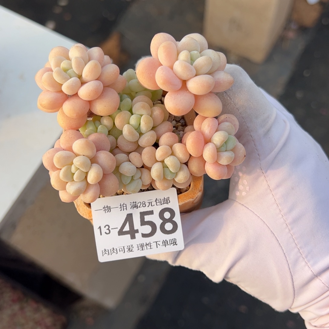 洛可可多肉多肉多肉多肉