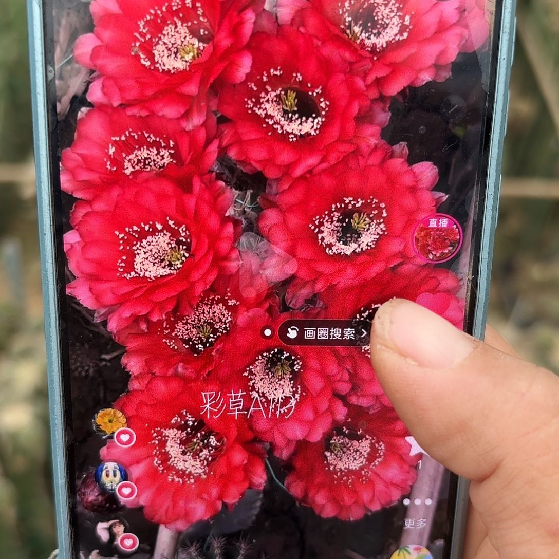 四公分a113无根侧牙