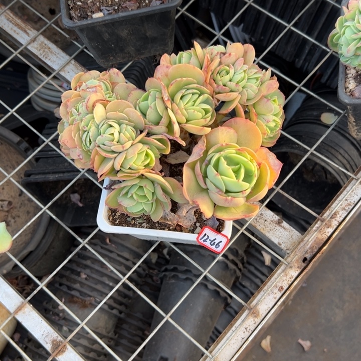 精品多肉植物老桩鸡蛋碧桃缀