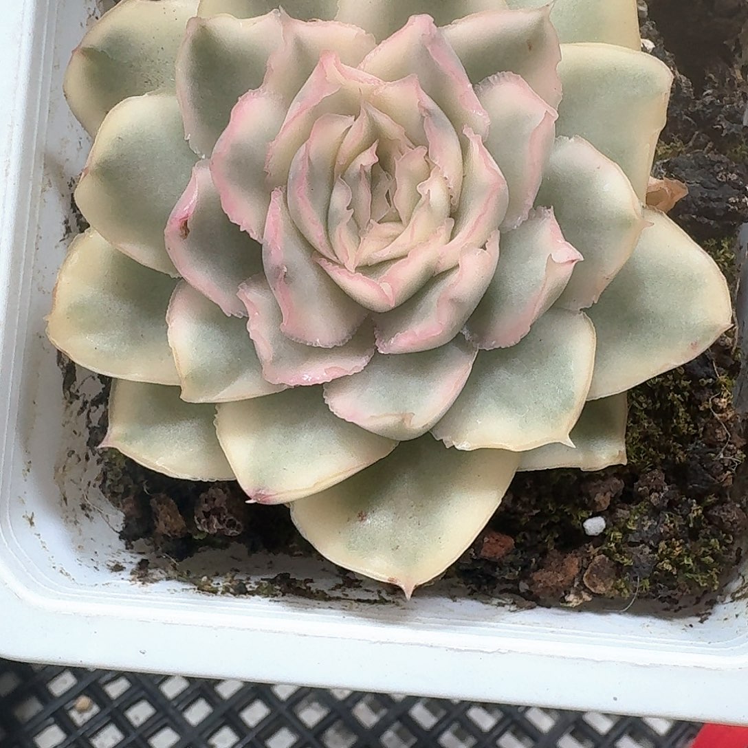 紫蝴蝶锦多肉植物