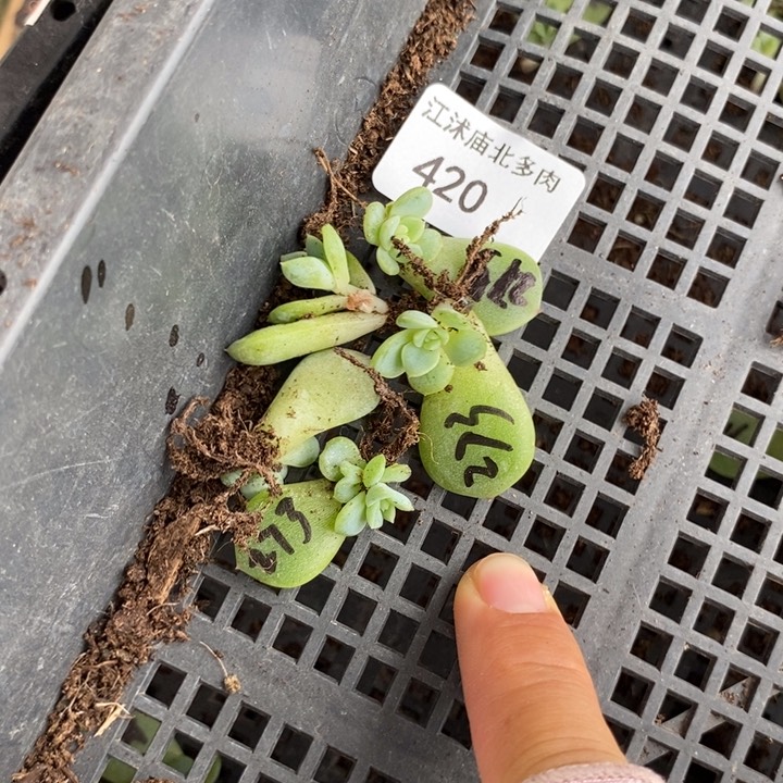 标签420甜心273芽苗5个多肉