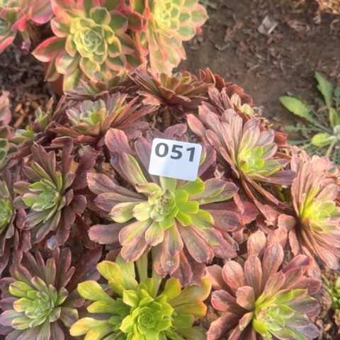 法师粉黛18-13多肉