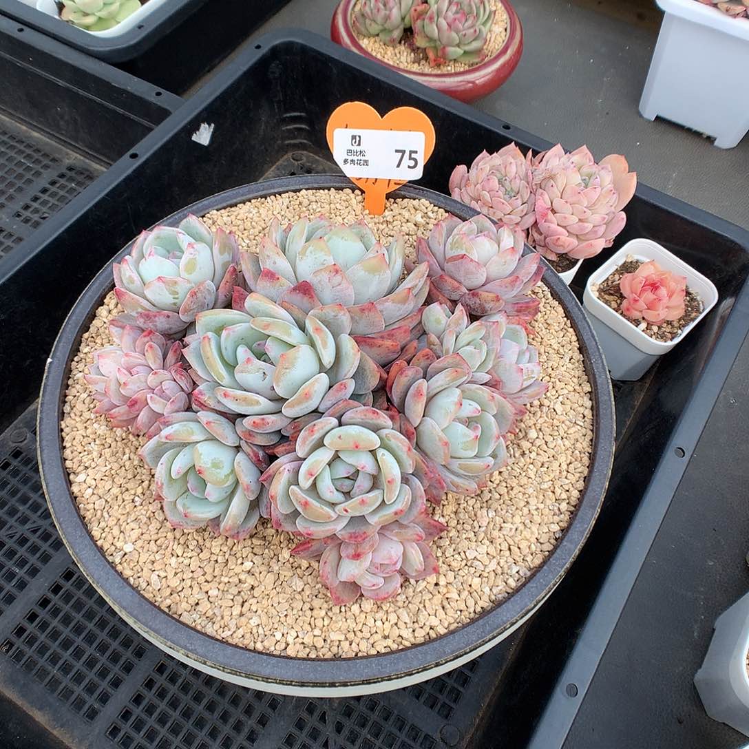 蘇*75梦露群多肉植物一个