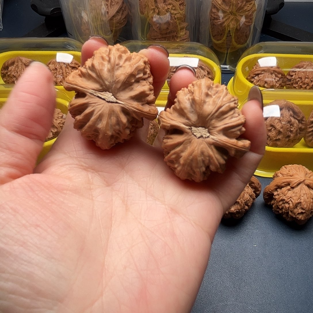 核桃38尺寸白狮子