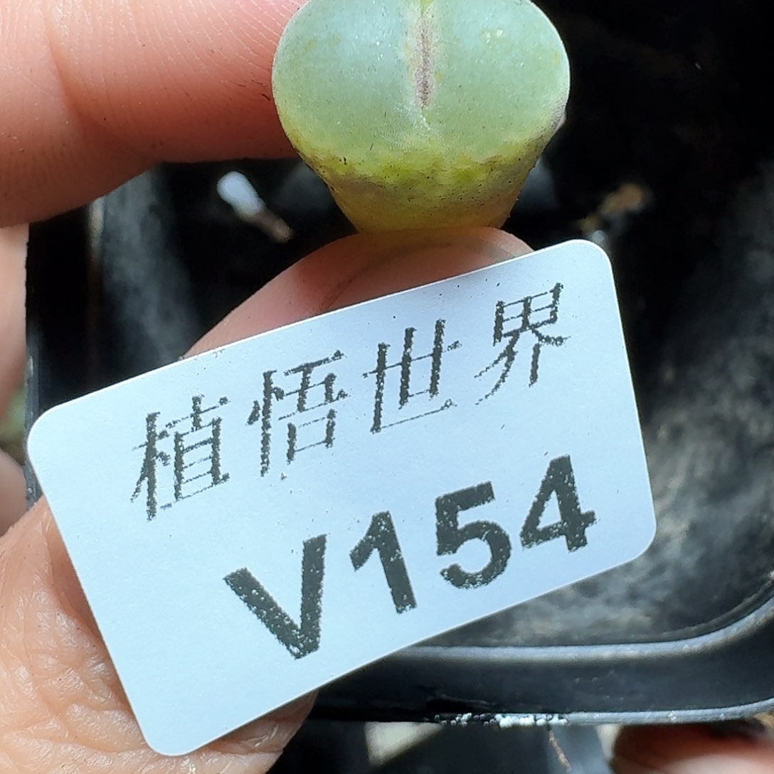154盒多肉植物哇c v