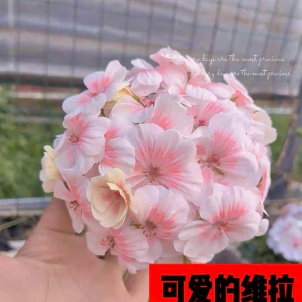 【可爱的维拉】半兽超级大花球天竺葵