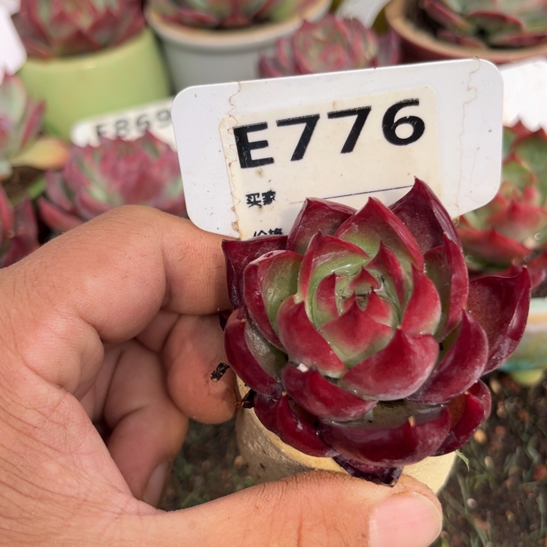 惊鸿一瞥776号多肉