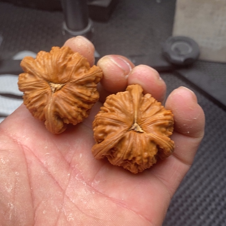 核桃把件拼接白狮子5