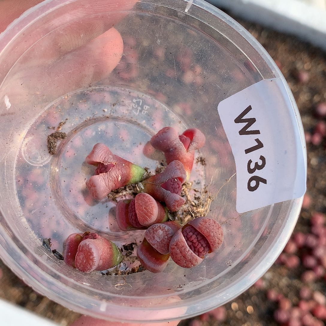 关***柿W136多肉植物保护