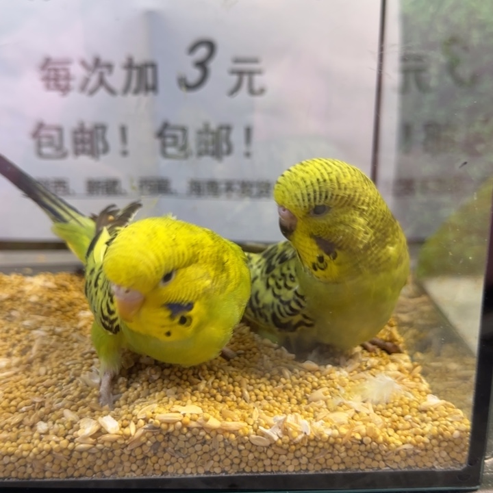 虎皮鹦鹉大头虎皮鹦鹉