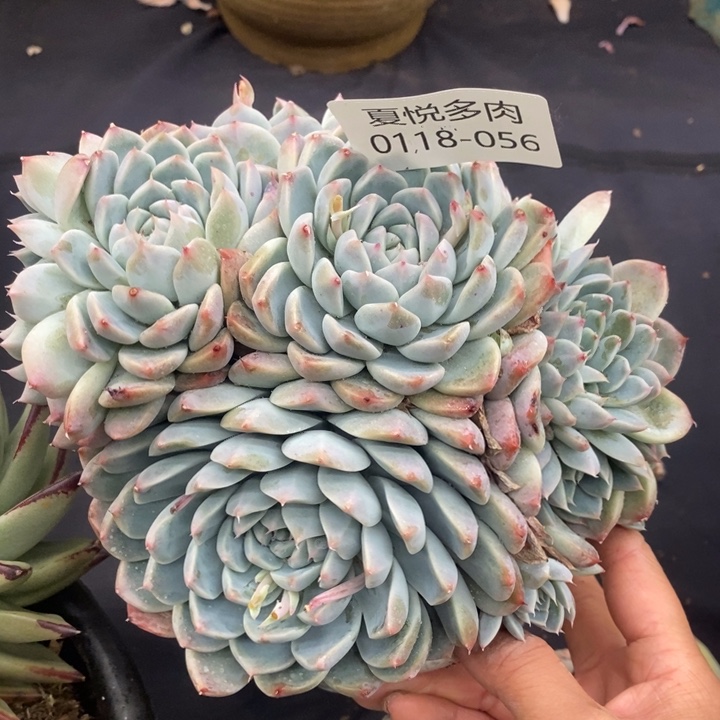 夏悦多肉0118-56啊二八佳人