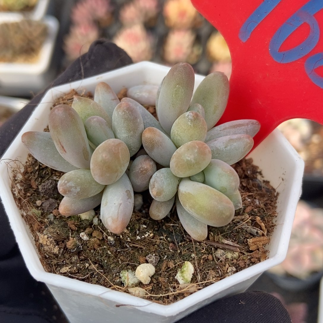 968白兰地多肉植物保护