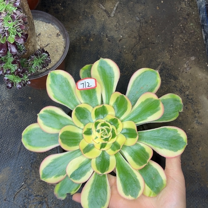 王妃712多肉植物法师