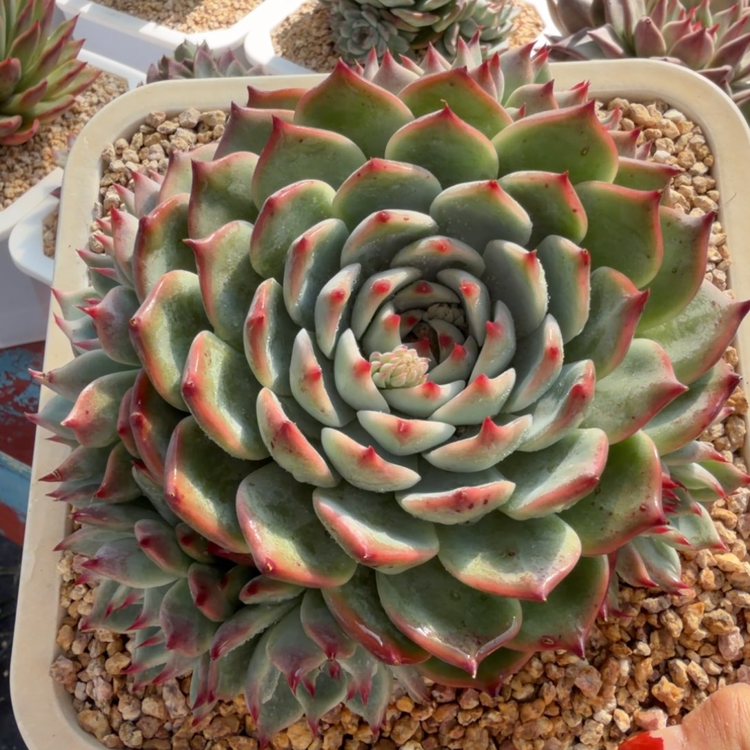 多肉植物一物一拍，26