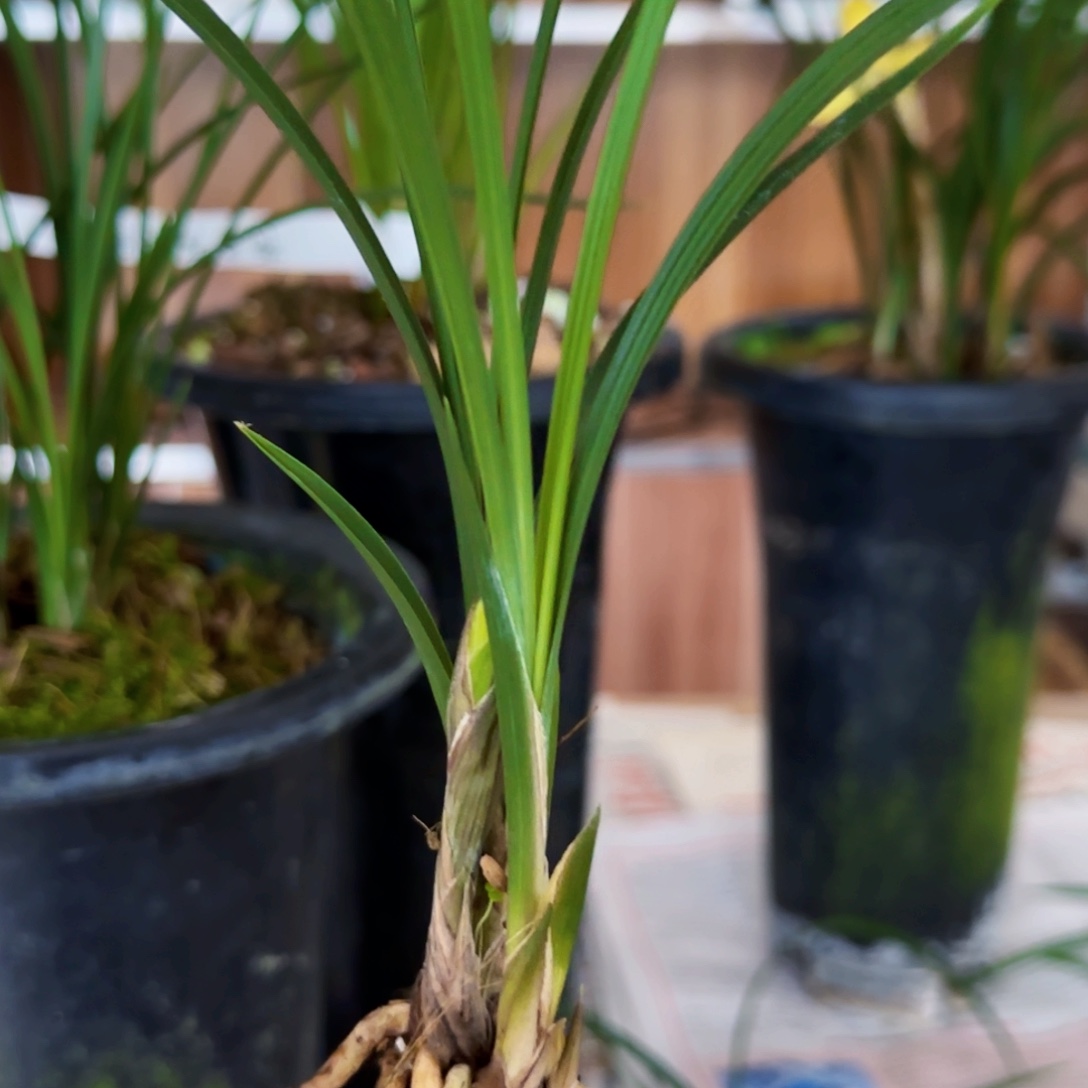 用***5完全开放春兰黄梅