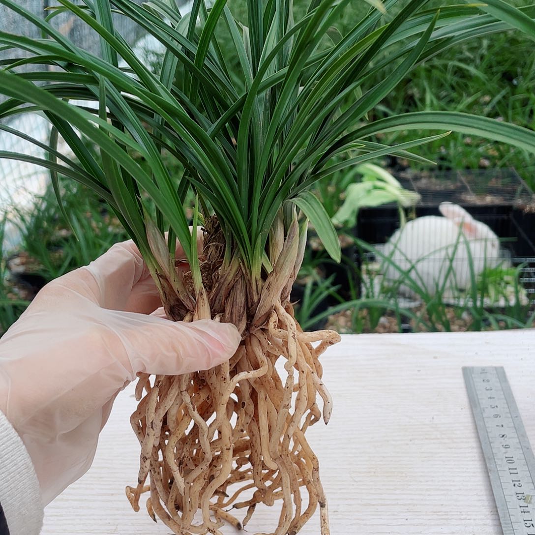 摩***萨完全开放康康老家