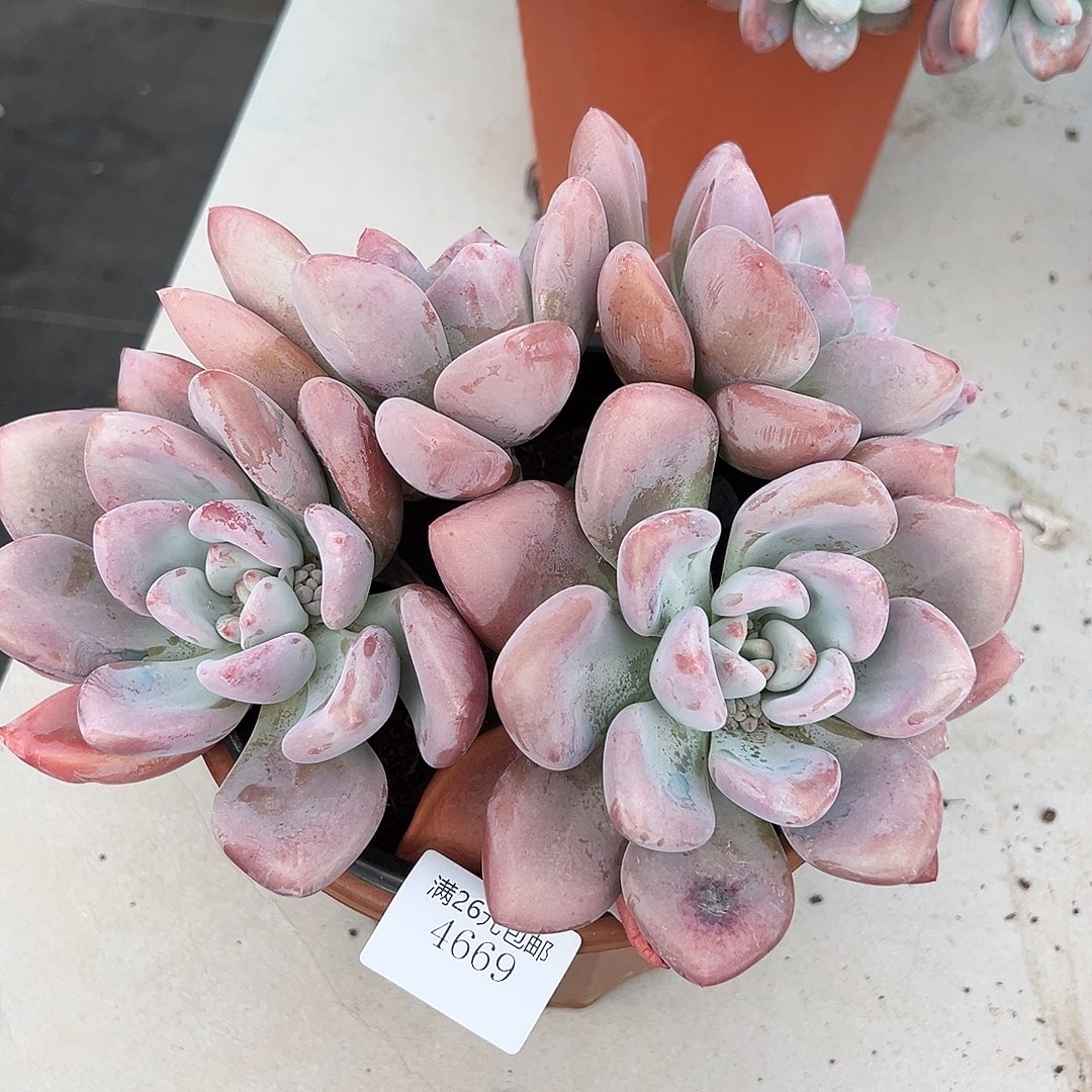*****4669奥普多肉植物多肉