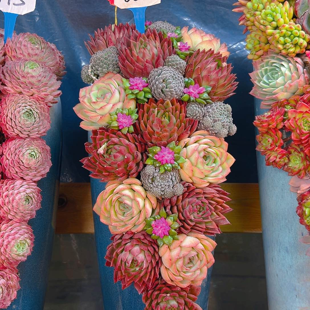 888冬云组合多肉花园