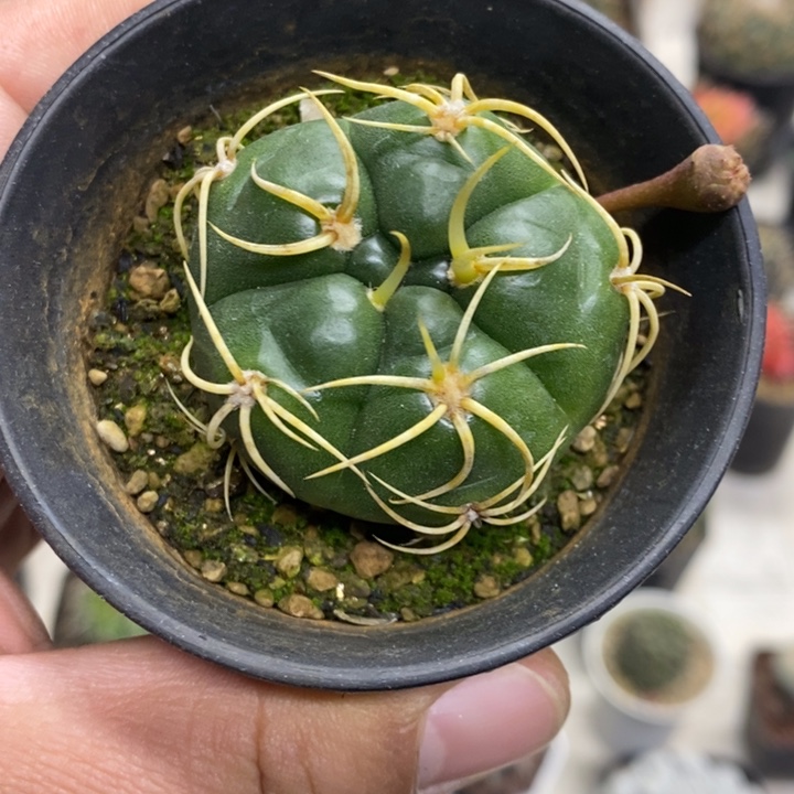 实生五棱高木海王