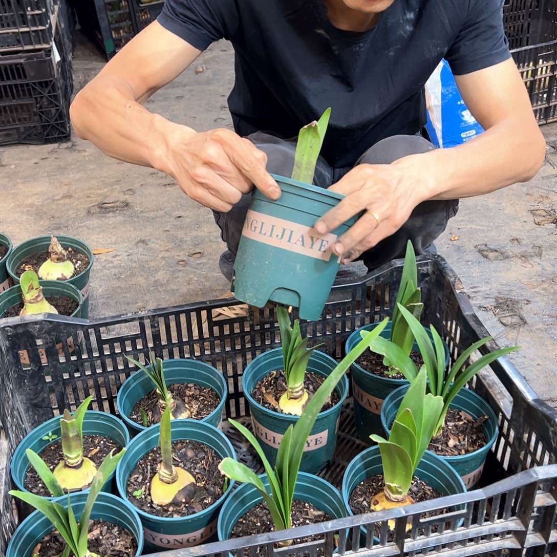 完全开放香吻盆栽