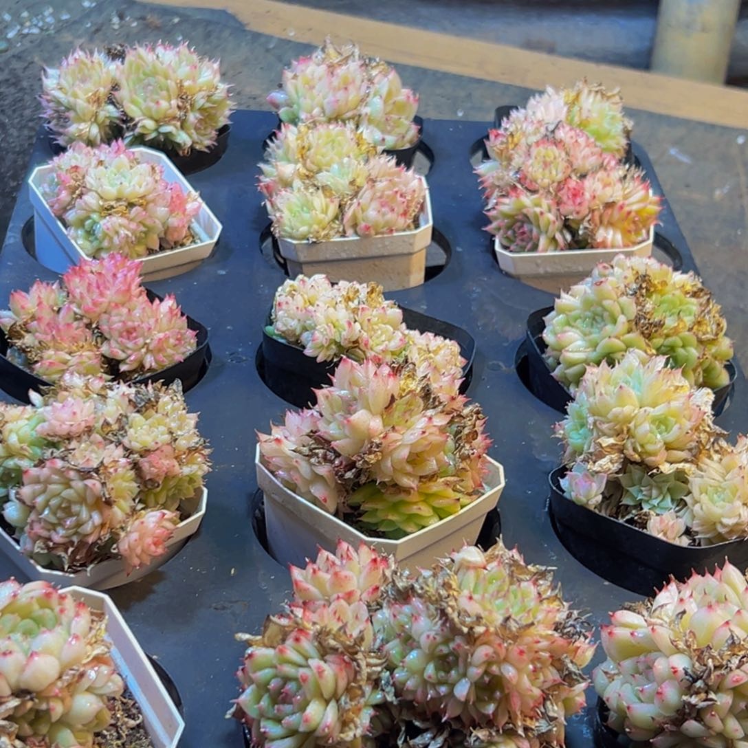 023多肉葡萄的价格是多少呢笑