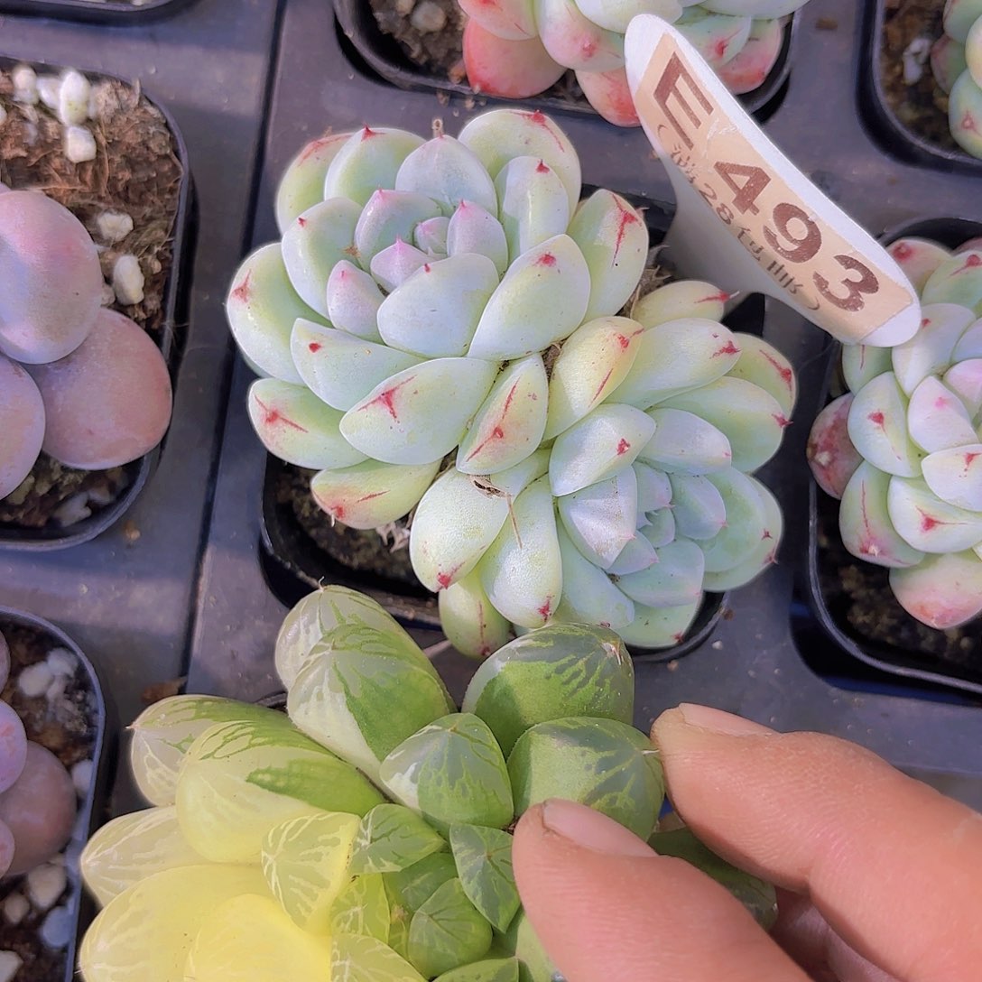 E493阿尔巴佳人一物一拍