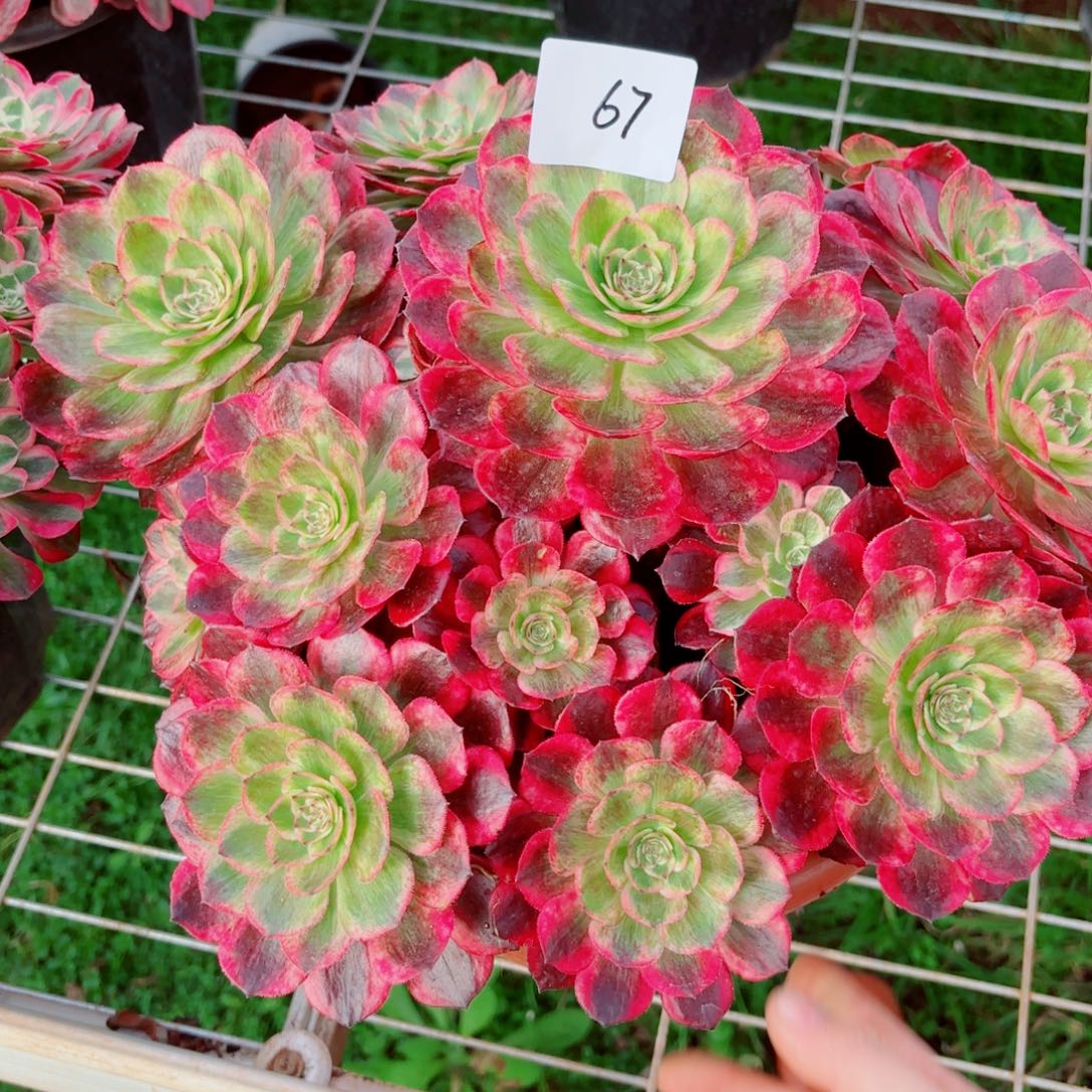 一物一拍多肉法师67