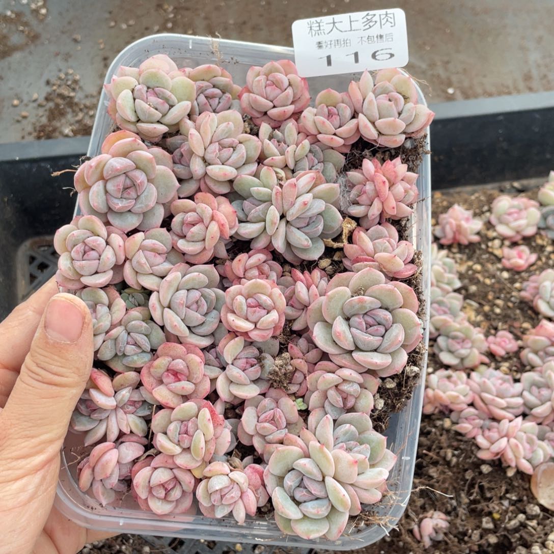 糕大上多肉植物116