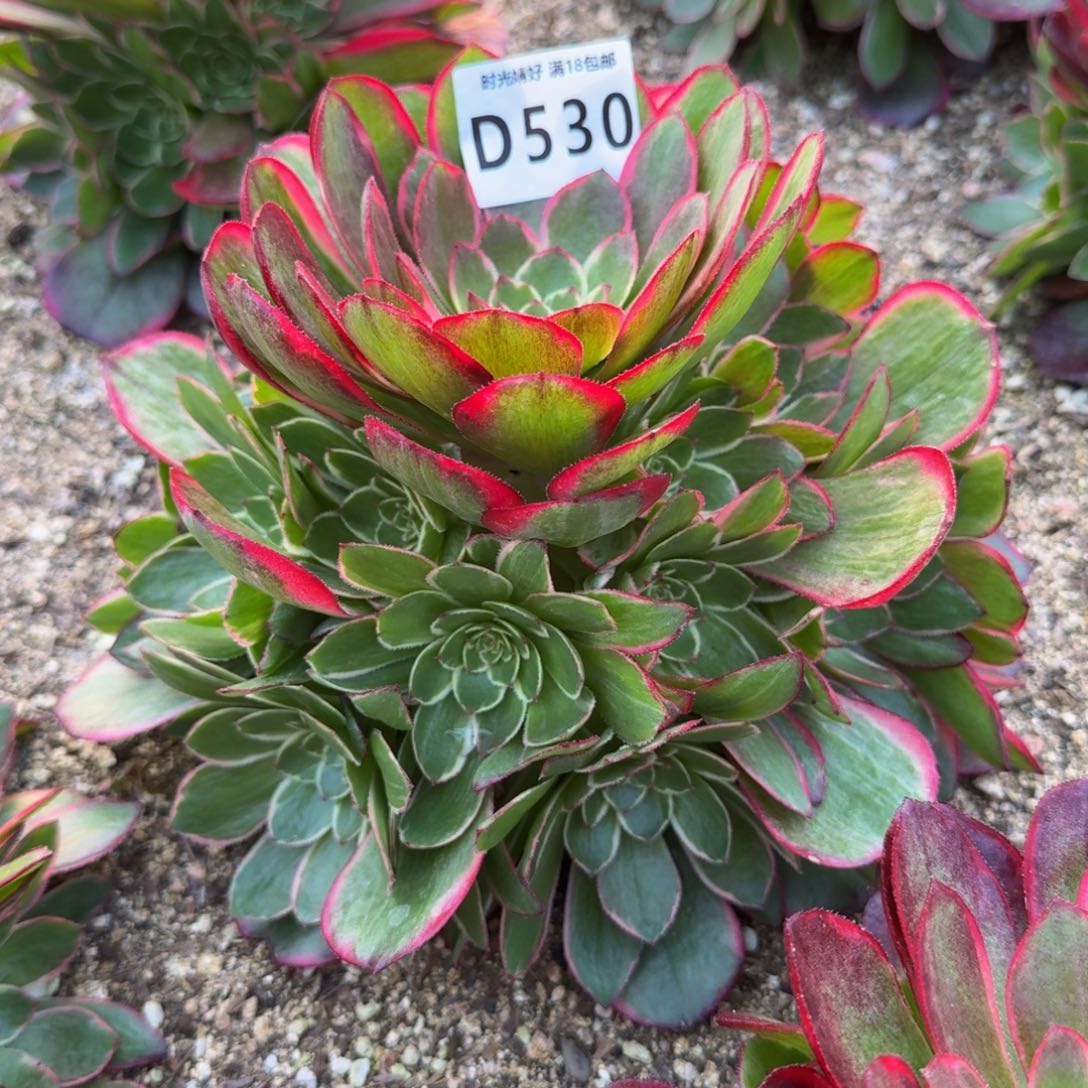 530粉花妖。多肉植物