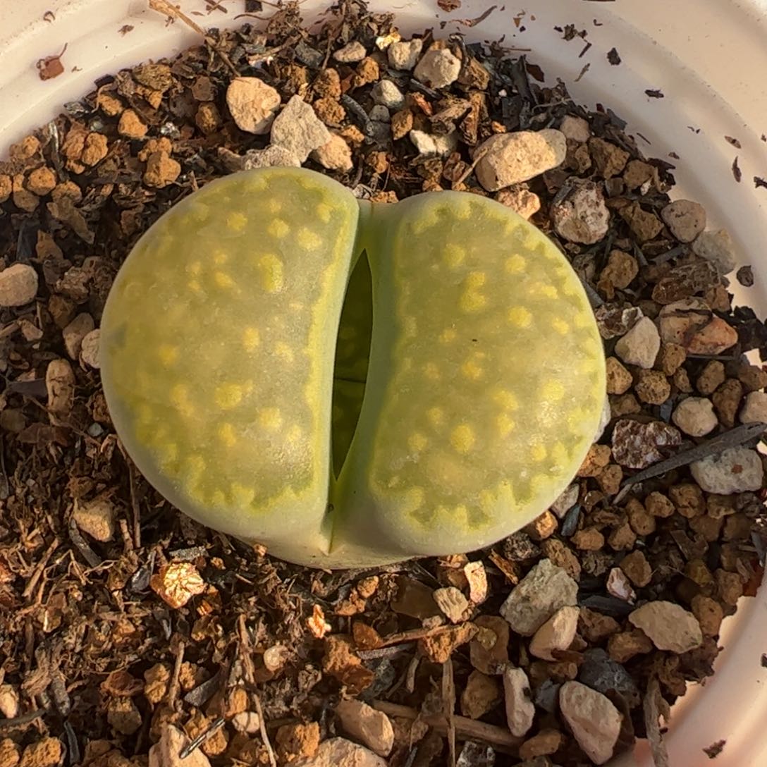 多肉植物百科3645