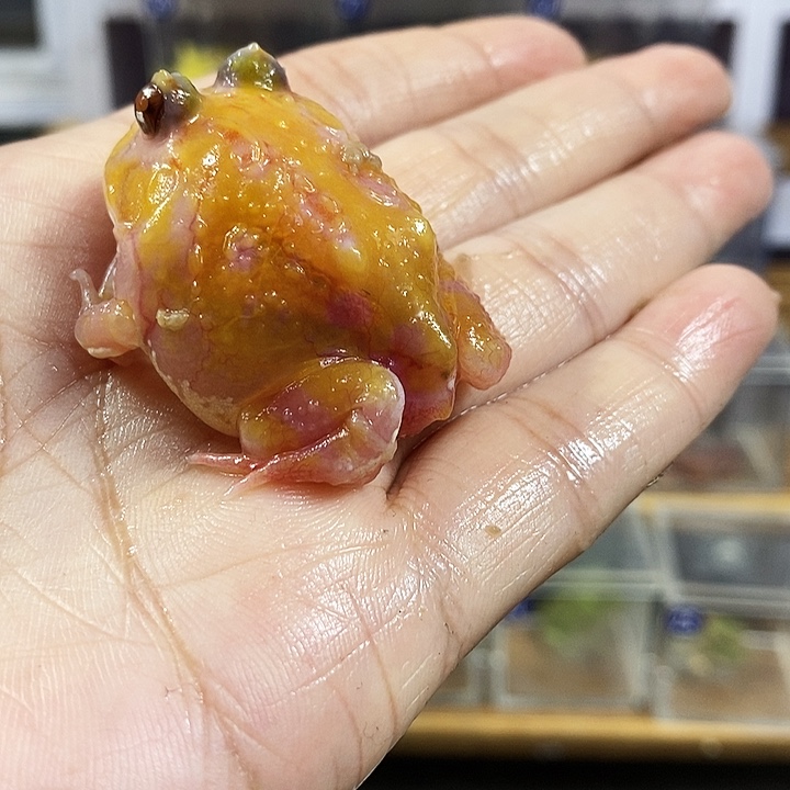 津***晏角蛙196号微瑕疵变异角蛙