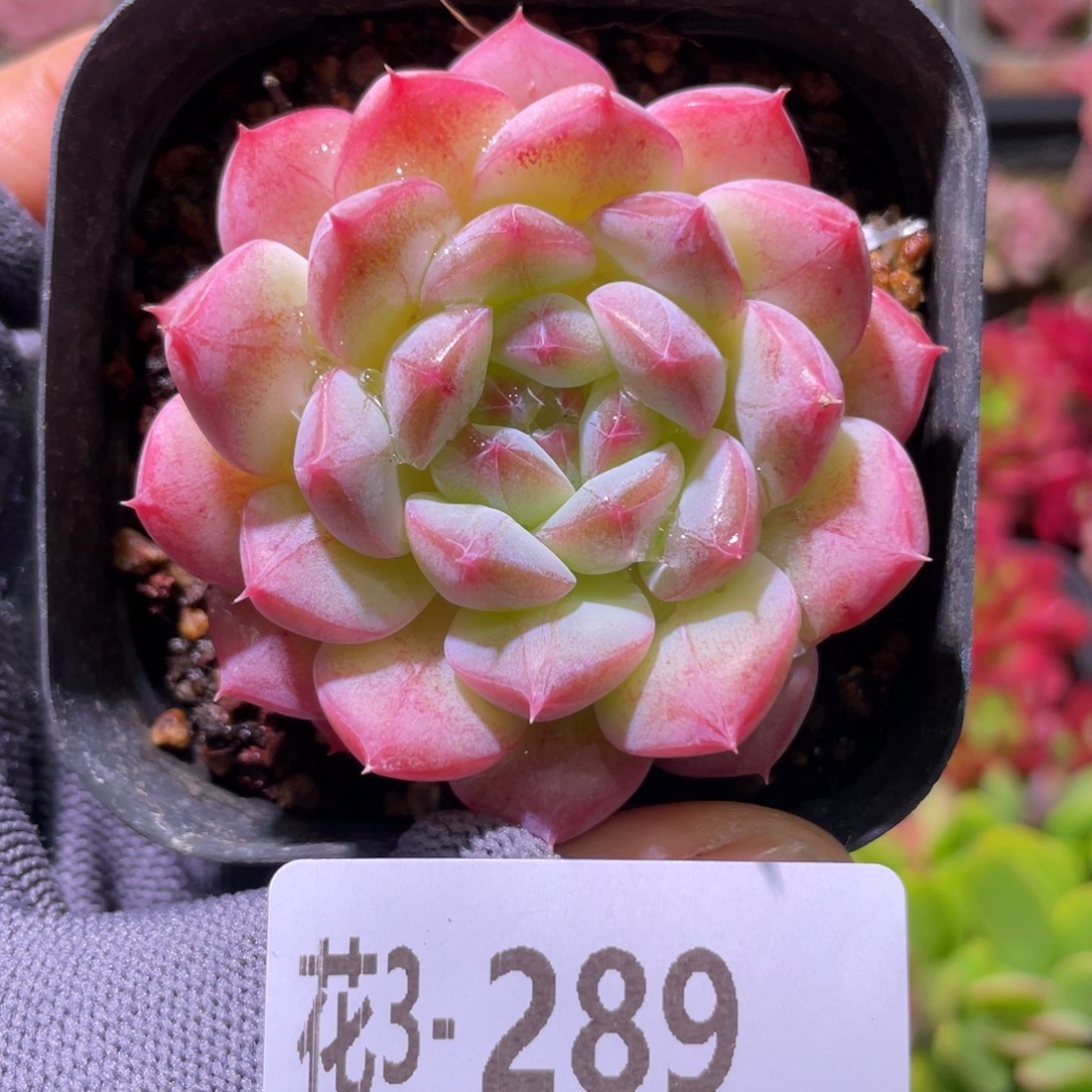 花利美3-289白桃汽水