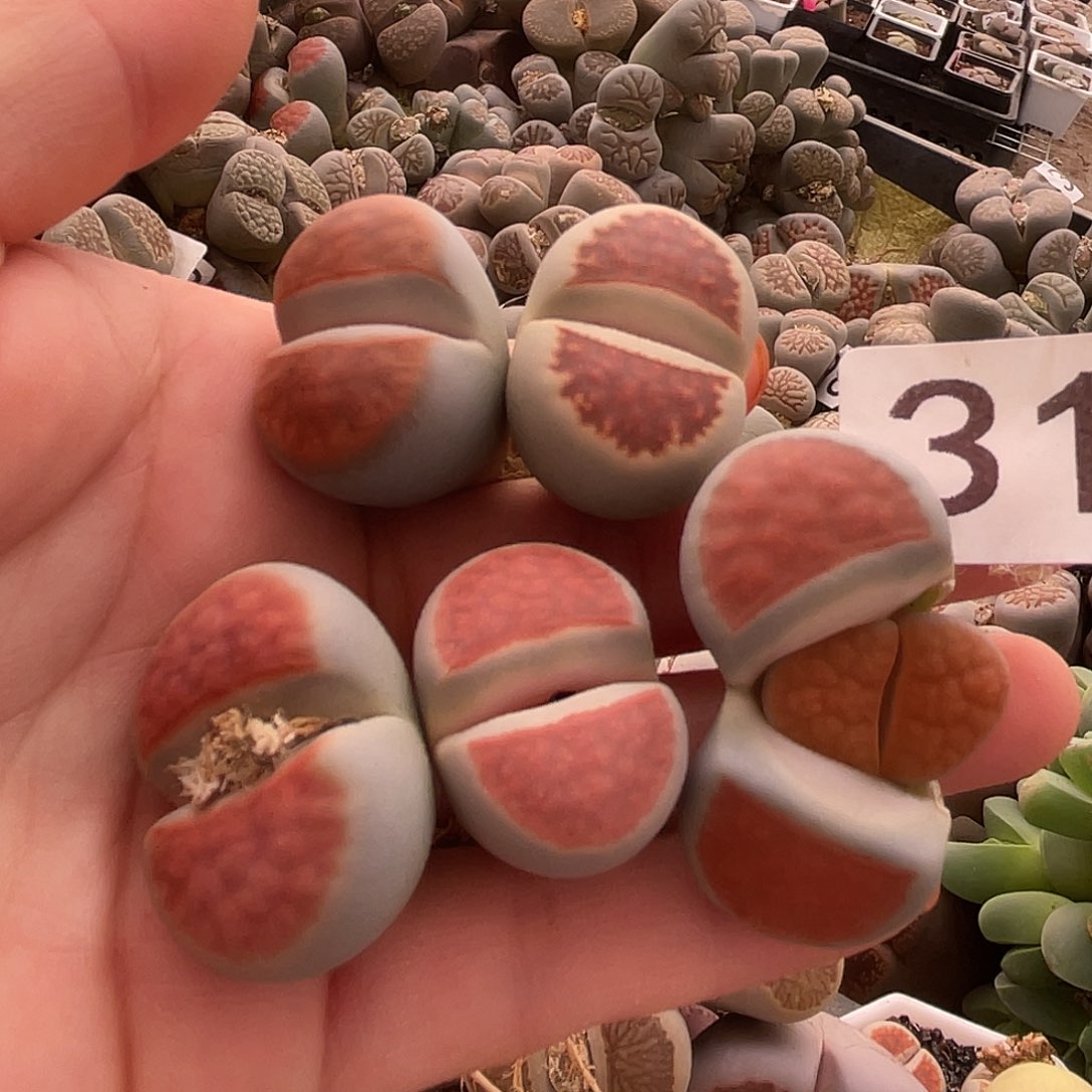 生石花5颗啊，冰橙310