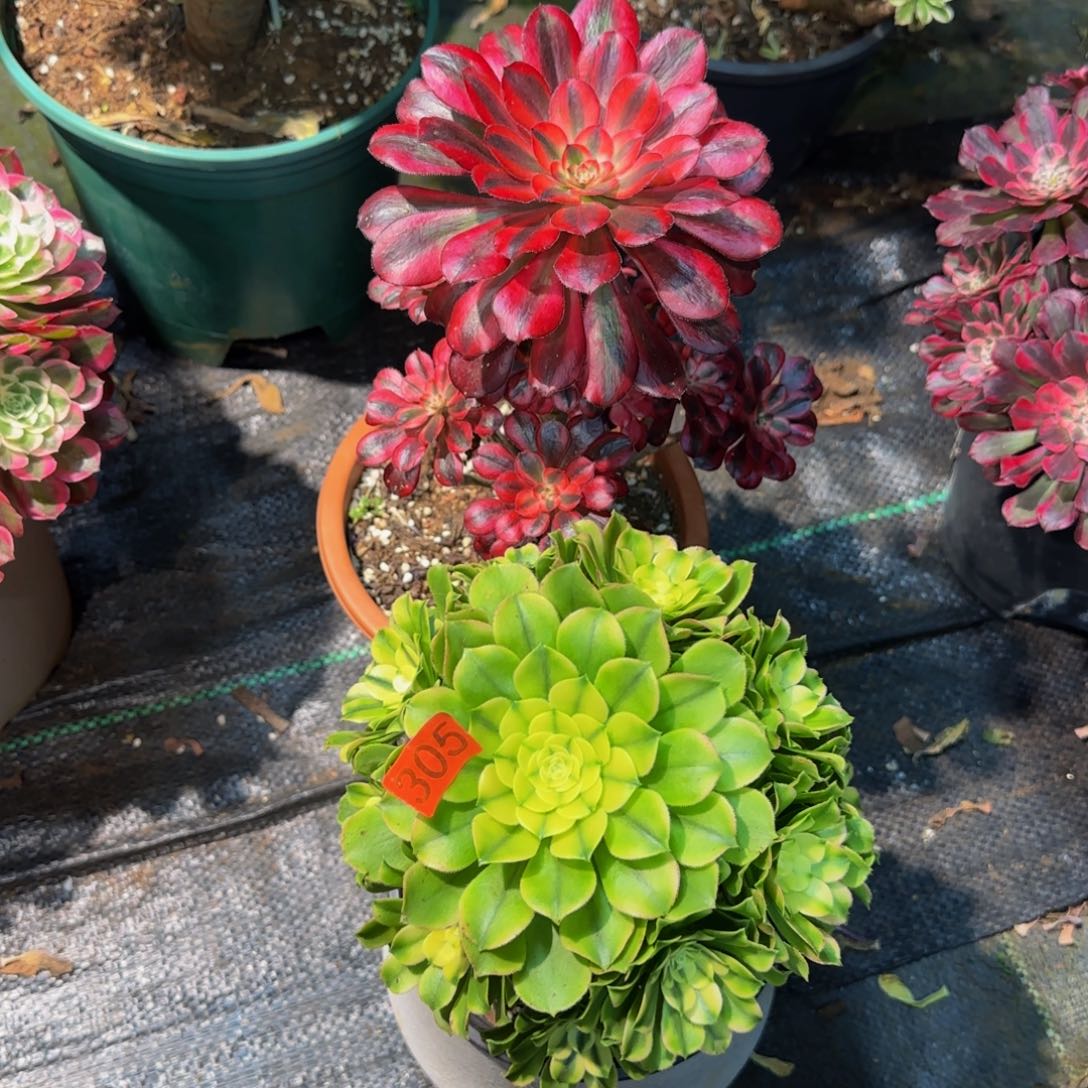 两颗多肉法师锦1111