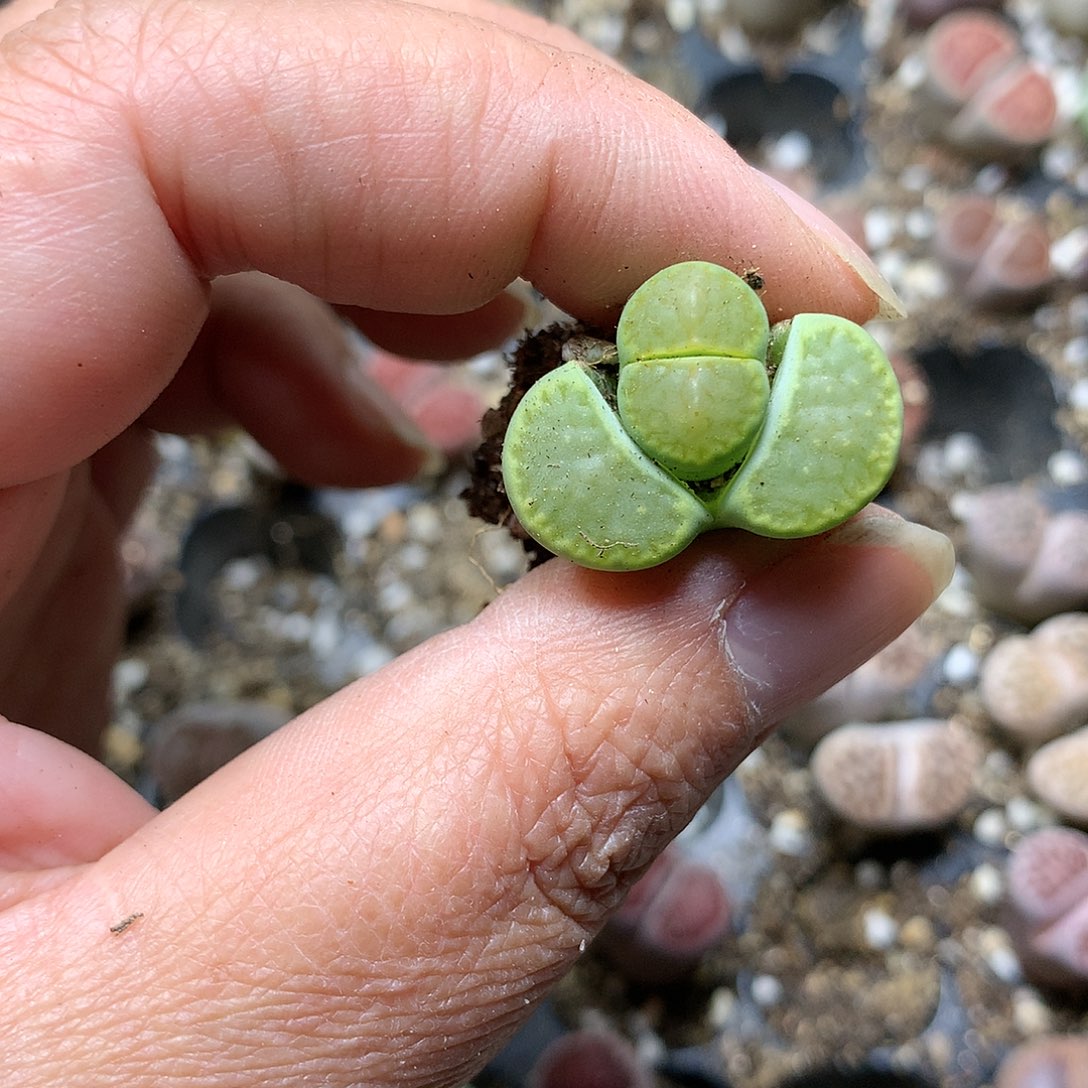 粉****心E402多肉植物保护