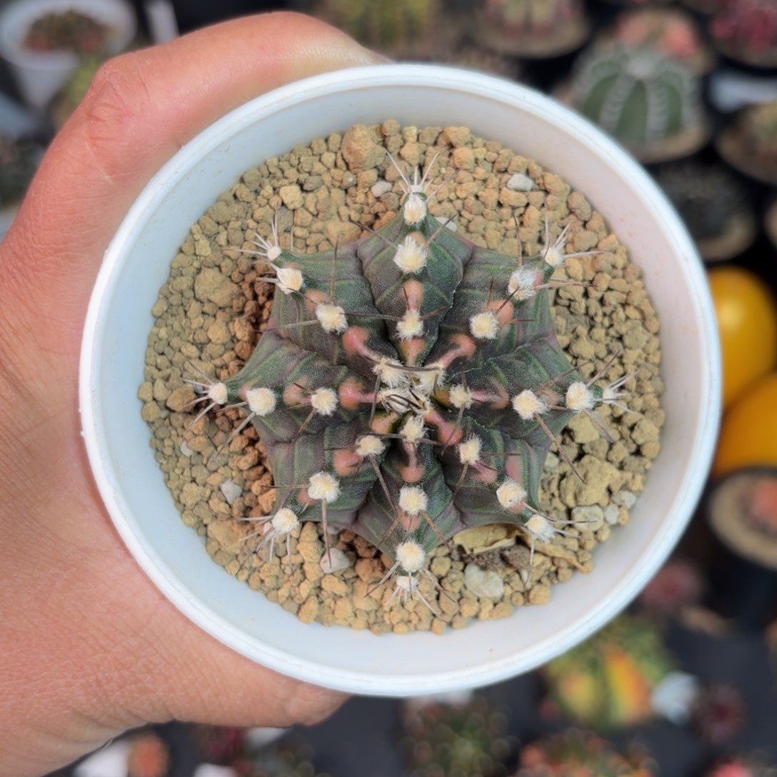 泰系米哈仙人球59号