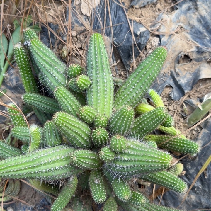 白檀仙人掌群生一群293
