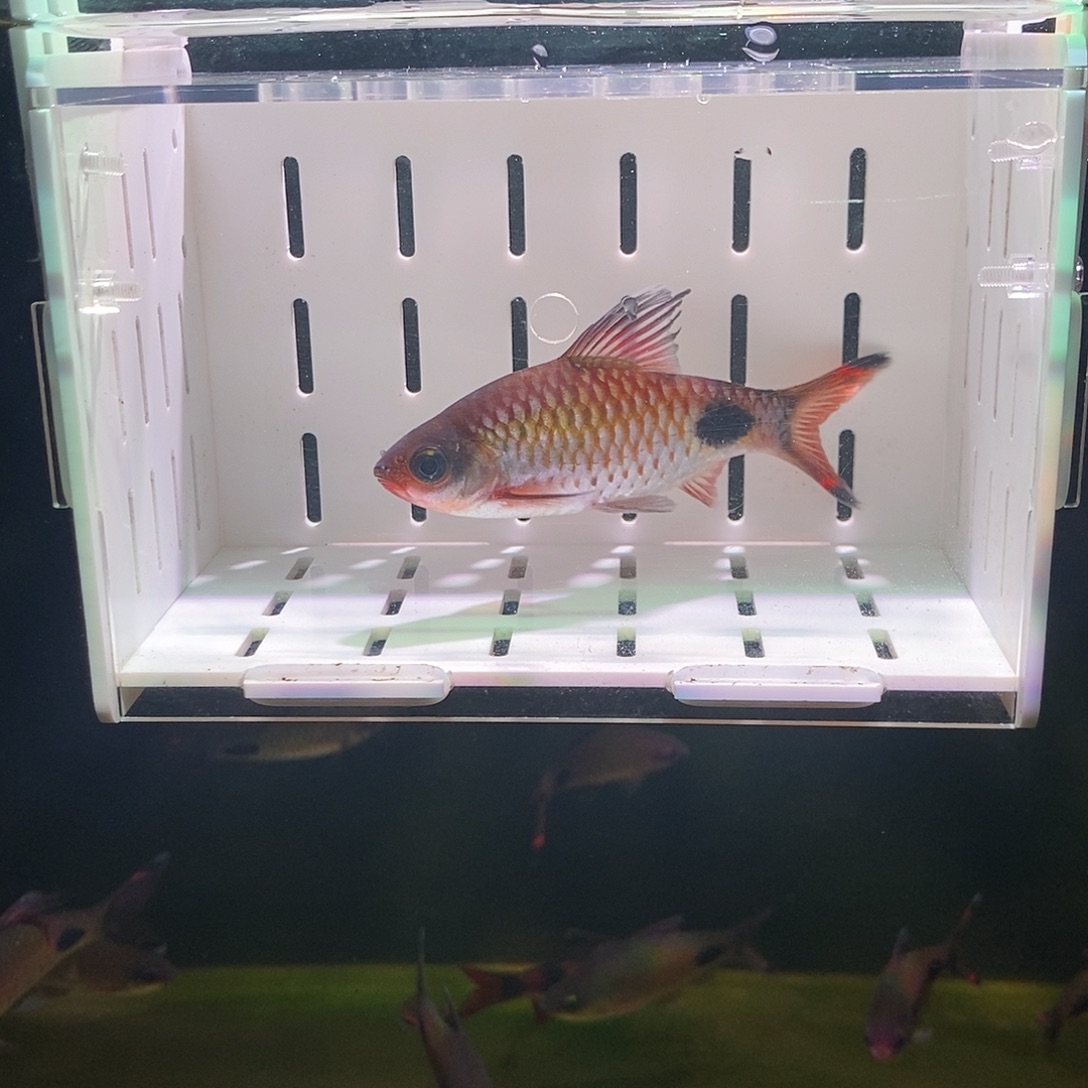 七彩神仙鱼紫红两点鲫公