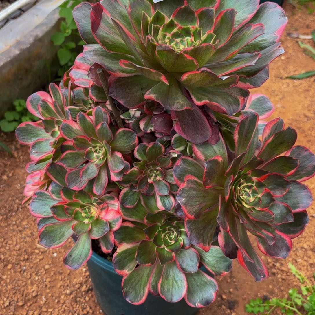 ****濛122多肉植物纳福他福利