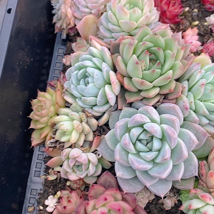 114 多肉植物盆栽花卉植物