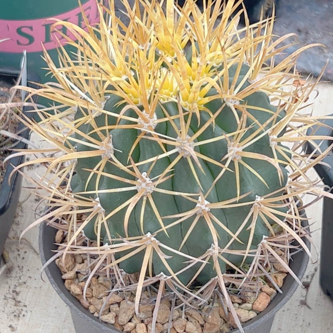 输入 实生金冠龙仙人球